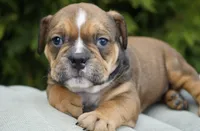 Archie, a male English Bulldog and Olde English Bulldogge for sale in Millersburg, IN – Photo 4 of 4