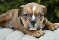 Archie, a male English Bulldog and Olde English Bulldogge for sale in Millersburg, IN – Photo 3 of 4