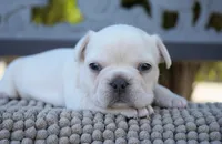 Tinker , a male French Bulldog for sale in Millersburg, IN – 4 of 4