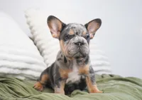 Bessie, a female French Bulldog for sale in Millersburg, IN – 2 of 7