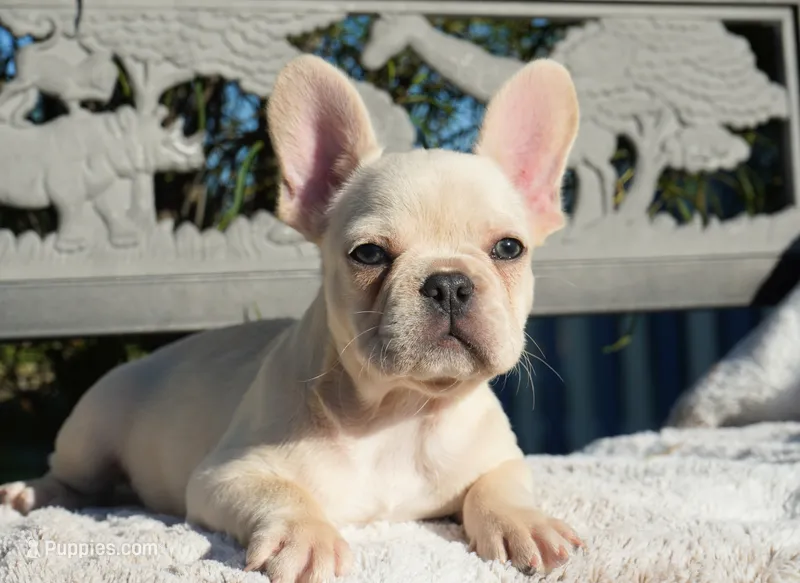 Tinker  – French Bulldog puppy for sale in Millersburg, IN