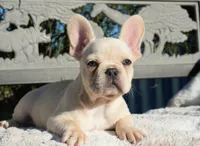 Tinker , a male French Bulldog for sale in Millersburg, IN – 1 of 5