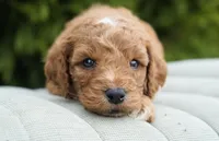 Clifford, a male Goldendoodle for sale in Millersburg, IN – Photo 2 of 4