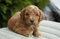 Clifford, a male Goldendoodle for sale in Millersburg, IN – Photo 4 of 4