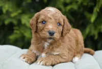 Clifford, a male Goldendoodle for sale in Millersburg, IN – Photo 3 of 4
