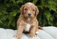 Clifford, a male Goldendoodle for sale in Millersburg, IN – Photo 1 of 4