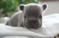 Milo, a male French Bulldog for sale in Millersburg, IN – 3 of 4