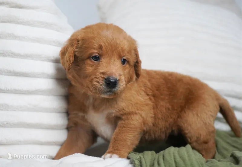 Indie  – Goldendoodle puppy for sale in Millersburg, IN