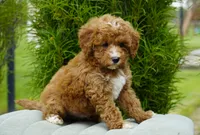 Berry, a male Goldendoodle for sale in Millersburg, IN – 5 of 10