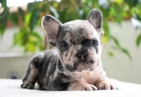 Polly, a female French Bulldog for sale in Millersburg, IN – 3 of 5