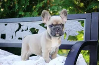 Poppy, a female French Bulldog for sale in Millersburg, IN – 5 of 7
