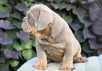Diesel , a male English Bulldog and Olde English Bulldogge for sale in Millersburg, IN – 4 of 4