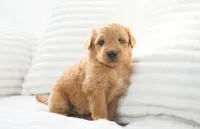 Nova, a female Goldendoodle for sale in Millersburg, IN – 3 of 8