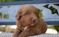 Goose , a male Goldendoodle for sale in Millersburg, IN – 2 of 5