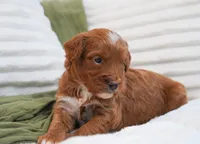 Pruitt, a male Miniature Goldendoodle for sale in Millersburg, IN – 5 of 10