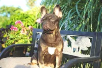 Olivia, a female French Bulldog for sale in Millersburg, IN – 4 of 5
