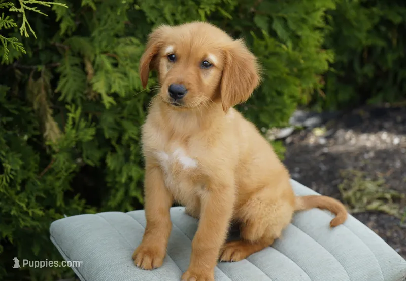 Simba – Golden Retriever puppy for sale in Millersburg, IN