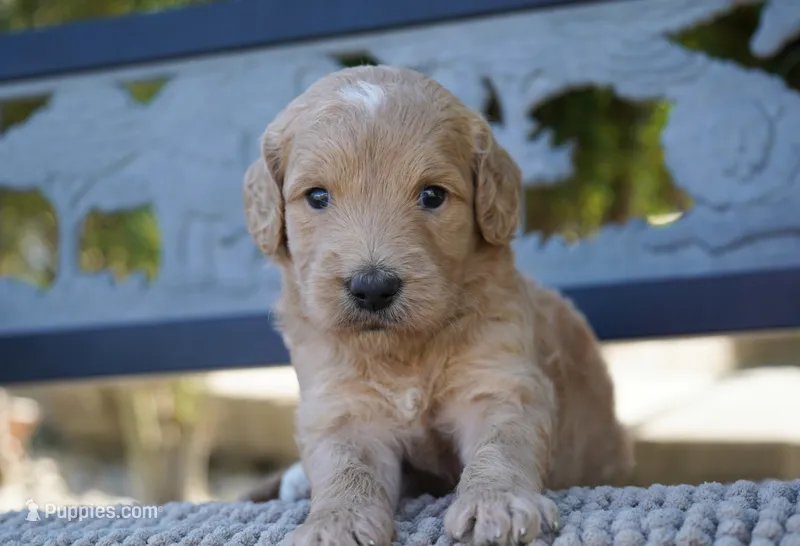 Chanel – Goldendoodle puppy for sale in Millersburg, IN
