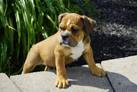 Archie, a male English Bulldog and Olde English Bulldogge for sale in Millersburg, IN – 3 of 4