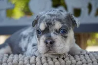 Indigo , a male French Bulldog for sale in Millersburg, IN – 2 of 4