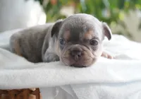 Oliver, a male French Bulldog for sale in Millersburg, IN – 2 of 6