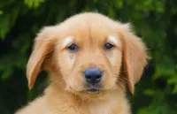 Simba, a male Golden Retriever for sale in Millersburg, IN – 6 of 9