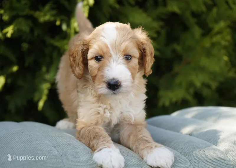Aurora – Miniature Goldendoodle puppy for sale in Millersburg, IN