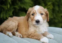 Aurora, a female Miniature Goldendoodle for sale in Millersburg, IN – Photo 4 of 4