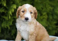 Aurora, a female Miniature Goldendoodle for sale in Millersburg, IN – Photo 3 of 4