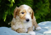 Aurora, a female Miniature Goldendoodle for sale in Millersburg, IN – Photo 2 of 4