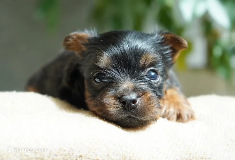 Buttons – Yorkshire Terrier puppy for sale in Millersburg, IN