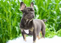 Olivia, a female French Bulldog for sale in Millersburg, IN – 1 of 4