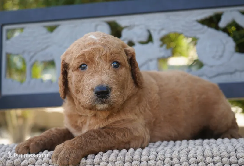 Theo  – Goldendoodle puppy for sale in Millersburg, IN