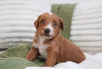 Puddles, a female Miniature Goldendoodle for sale in Millersburg, IN – 1 of 6