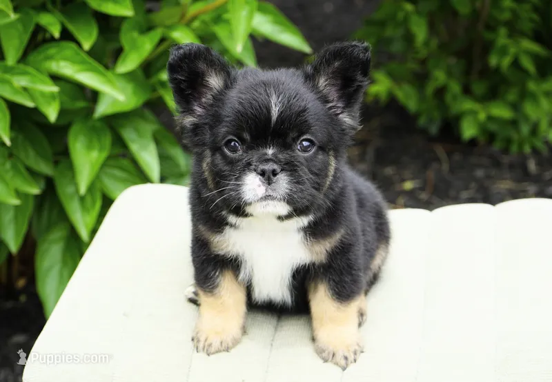 Panda – French Bulldog puppy for sale in Millersburg, IN