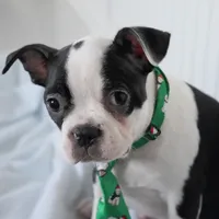 Tyson, a male Boston Terrier for sale in Millersburg, IN – Photo 5 of 8