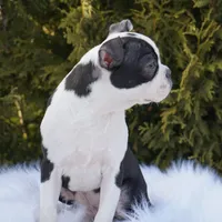 Tyson, a male Boston Terrier for sale in Millersburg, IN – Photo 8 of 8