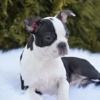 Tyson, a male Boston Terrier for sale in Millersburg, IN – Photo 7 of 8