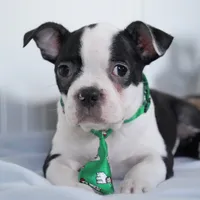 Tyson, a male Boston Terrier for sale in Millersburg, IN – Photo 3 of 8