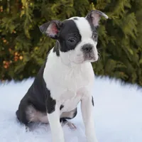 Tyson, a male Boston Terrier for sale in Millersburg, IN – Photo 1 of 8