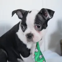 Tyson, a male Boston Terrier for sale in Millersburg, IN – Photo 4 of 8