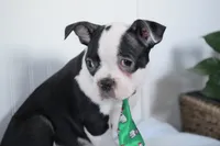 processed/053eaaa1-66aa-45ba-b13f-28c354674686/listing/6d242ce4-d339-4b1a-a310-fe30ace3dfff/d3b046ca-bbb4-497c-988b-7b87477070a6