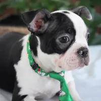 Tyson, a male Boston Terrier for sale in Millersburg, IN – Photo 2 of 8