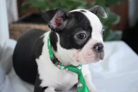 processed/053eaaa1-66aa-45ba-b13f-28c354674686/listing/6d242ce4-d339-4b1a-a310-fe30ace3dfff/e8206fd2-bb5a-49e1-bde5-b33891147122