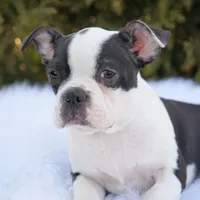 Tyson, a male Boston Terrier for sale in Millersburg, IN – Photo 6 of 8