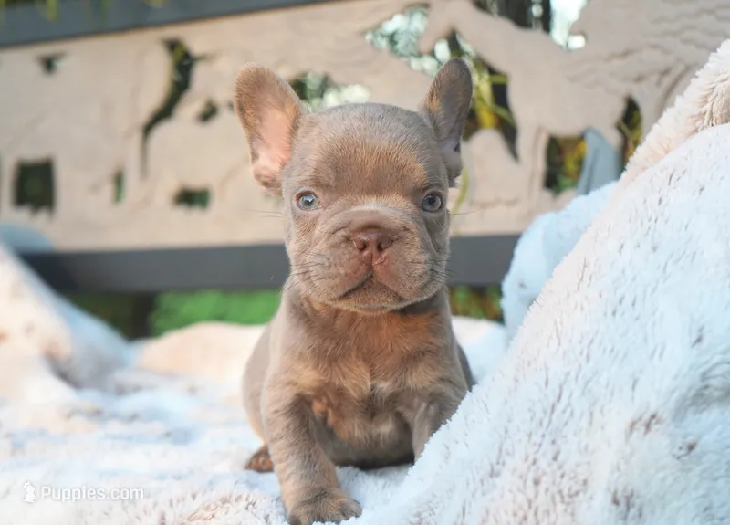 Milo – French Bulldog puppy for sale in Millersburg, IN