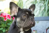 Mochi, a female French Bulldog for sale in Millersburg, IN – 8 of 10