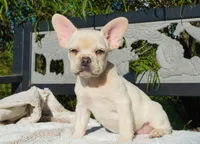 Paris, a female French Bulldog for sale in Millersburg, IN – 4 of 5