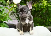 Truffle , a female French Bulldog for sale in Millersburg, IN – 6 of 7