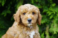 Clifford, a male Goldendoodle for sale in Millersburg, IN – 4 of 5